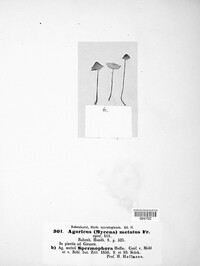 Mycena metata image